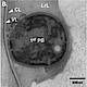 Fig.6 taken from Benenati et al, 2009.