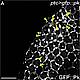 Fig.8 taken from Cho et al, 2015.