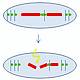 Fig.1 taken from Rumpf et al, 2010.