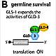 Fig.8 taken from Rybarska et al, 2009.