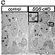 Fig.4 taken from Saito et al, 2009.