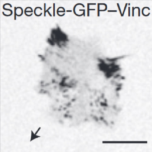 Fig.1 taken from Bergert et al, 2015.