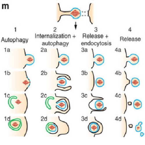 Fig.5 taken from Ettinger et al, 2011.