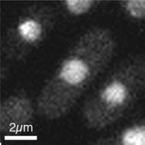 Fig.1 taken from Guarino et al, 2014.