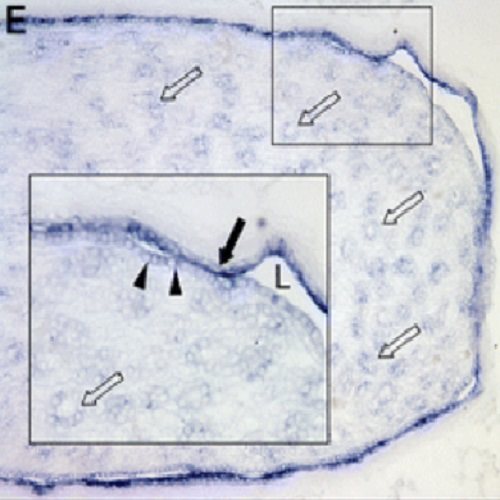 Fig.6 taken from Jaszai et al, 2010.