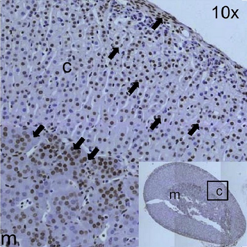 Fig.5 taken from Kanczkowski et al, 2013.