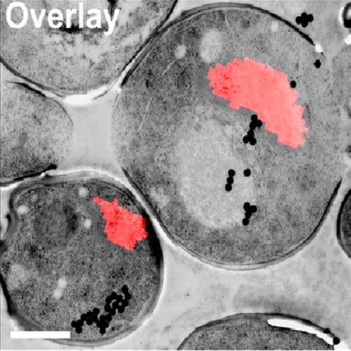 Fig.2 taken from Petrovska et al, 2014.