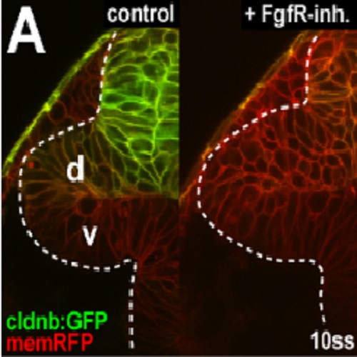 Fig.4 taken from Picker et al, 2009.