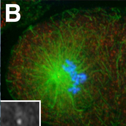 Fig.1 taken from Song et al, 2008.